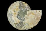 Cut & Polished Ammonite Fossil (Half) - Madagascar #149606-1